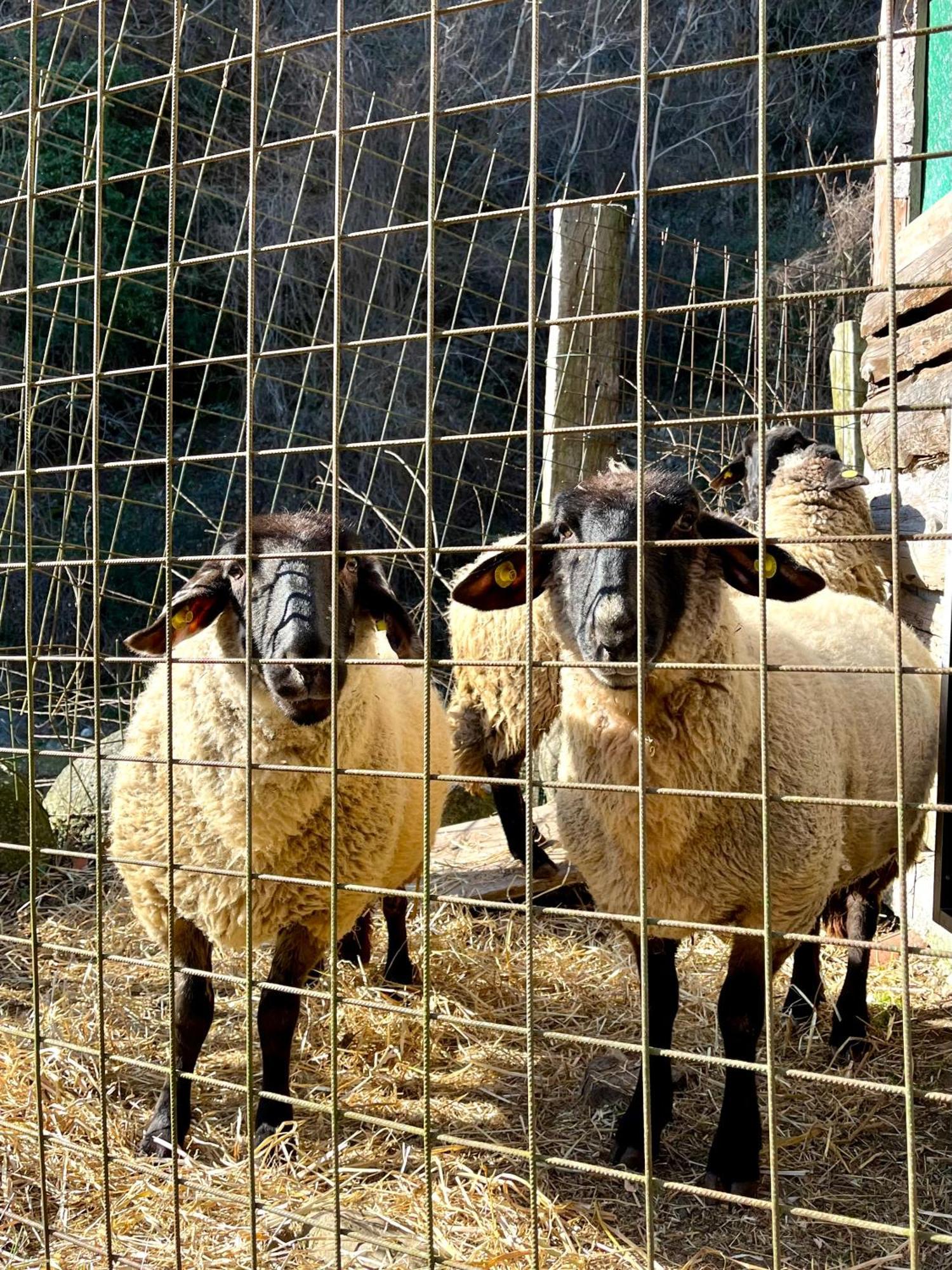 Agriturismo La Vecchia Chioderia Grandola ed Uniti Exteriér fotografie