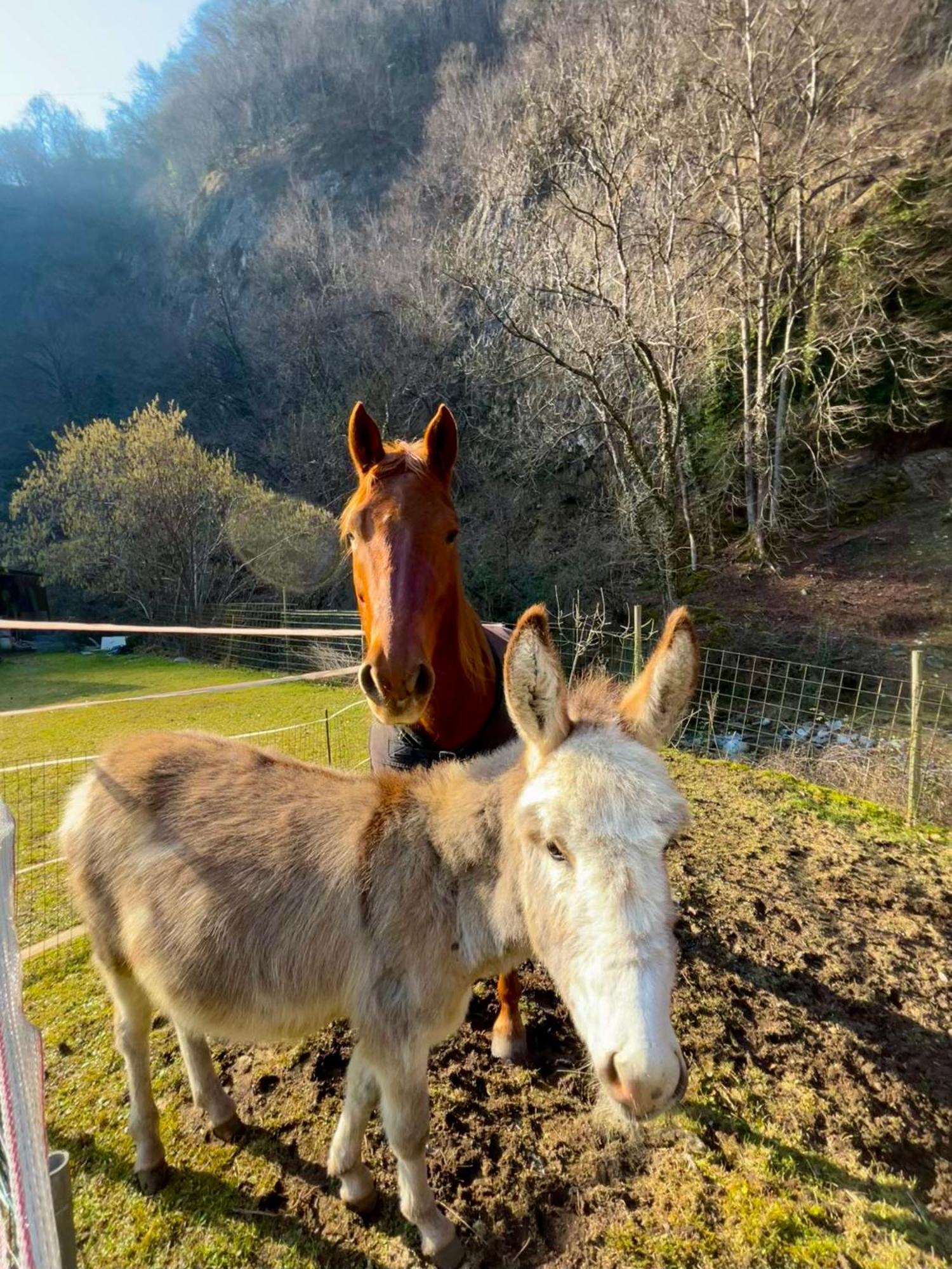 Agriturismo La Vecchia Chioderia Grandola ed Uniti Exteriér fotografie