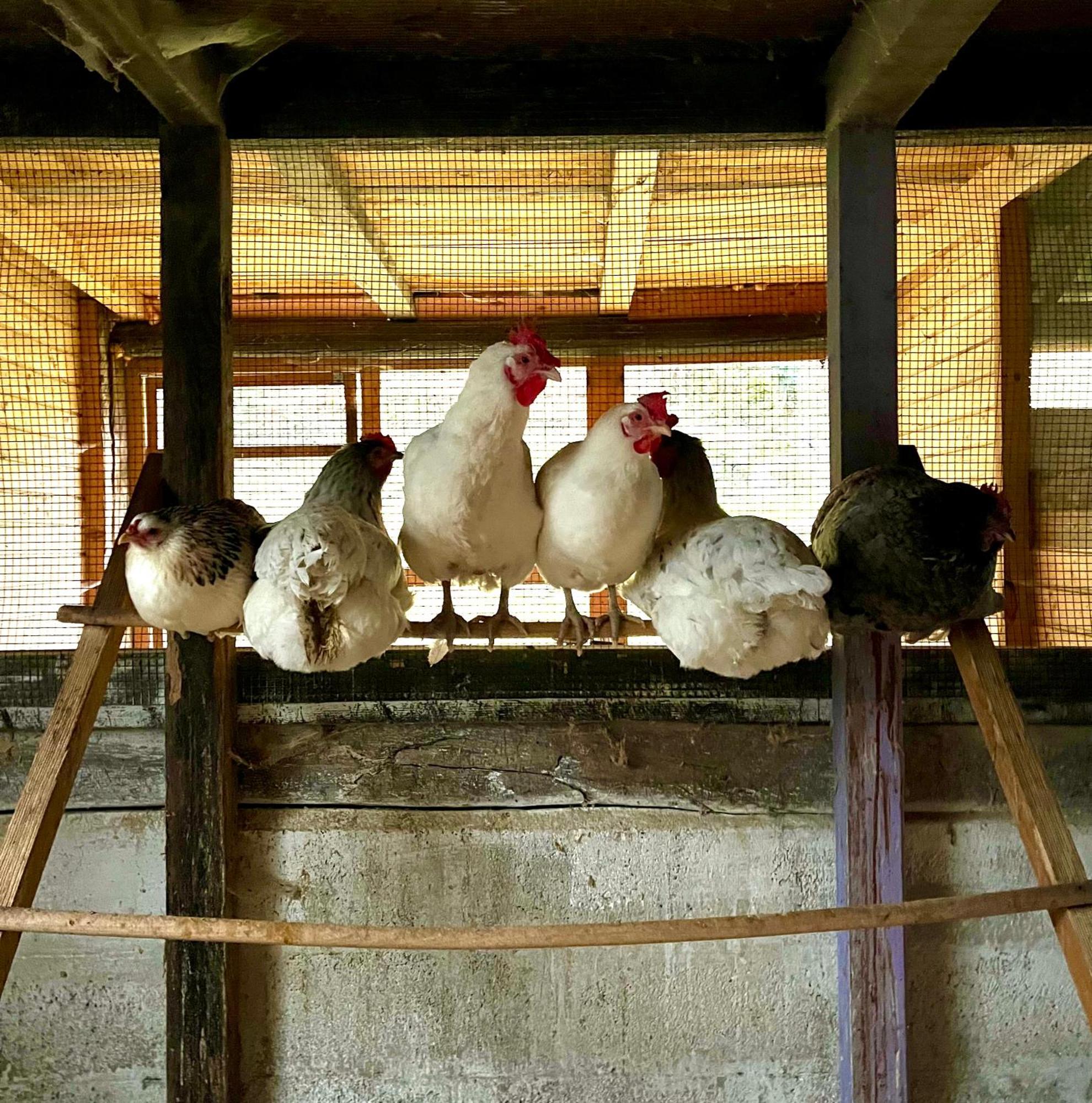 Agriturismo La Vecchia Chioderia Grandola ed Uniti Exteriér fotografie